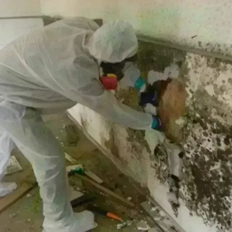 Mold Remediation and Removal in Onset, MA